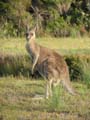 Male Kangaroo